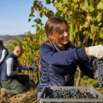 team-building-vendanges-1784975829983